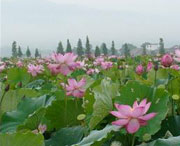 莲花今天天气
